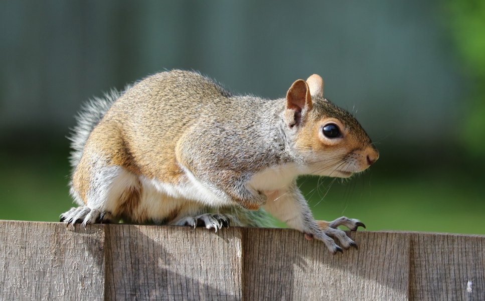 The hidden dangers of squirrels in your attic - Cross Timbers Gazette, Southern Denton County, Flower Mound