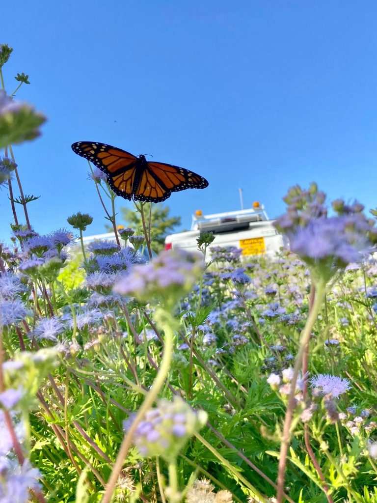 Town receives grant to expand Monarch waystation, pollinator garden