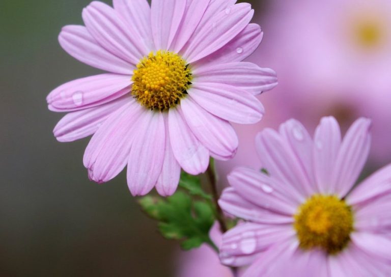 Gardening: Mums the word