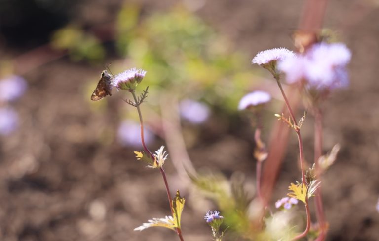 Flower Mound announces new pollinator gardens, tree giveaway