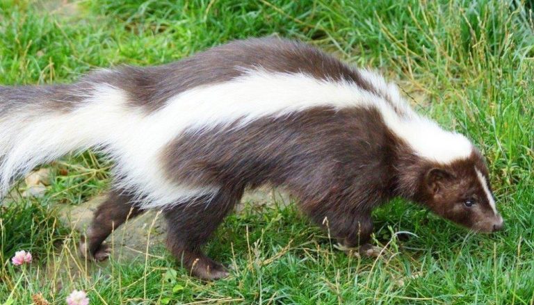 Winter intruders come calling during chillier months