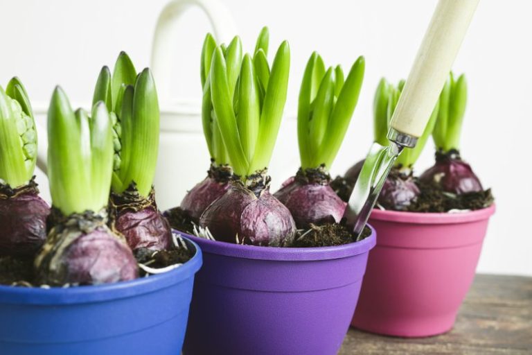 Gardening: How to force bulbs indoors