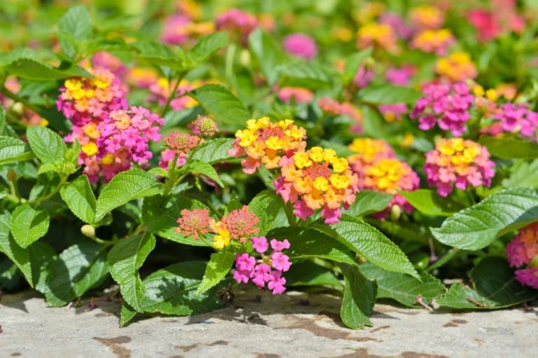 Gardening: Color your spring with flowering plants