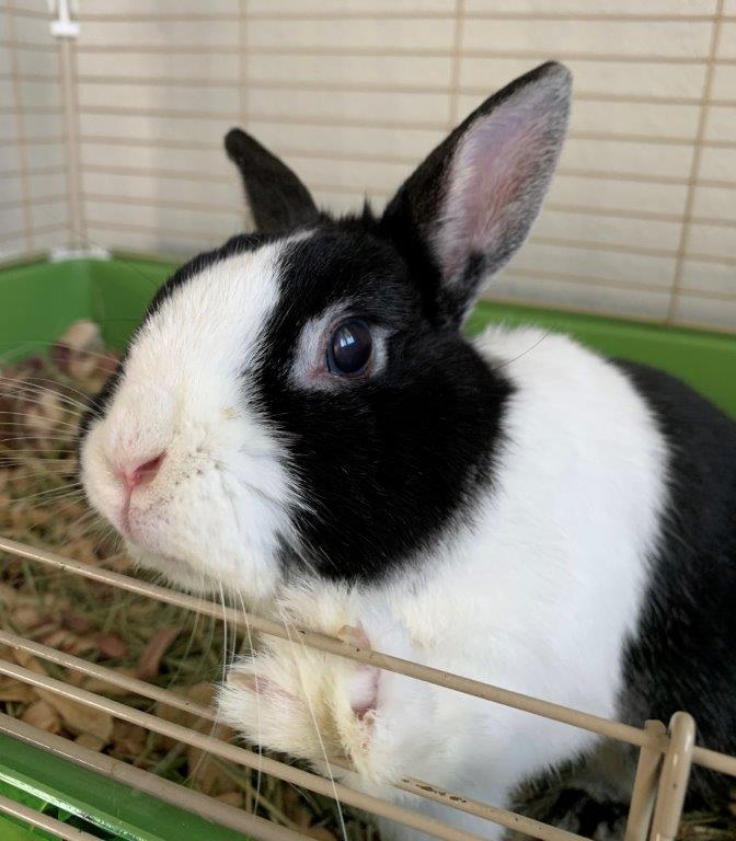 The Arts: Pet bunny inspires woman’s inner artist – Cross Timbers Gazette | Southern Denton County | Flower Mound