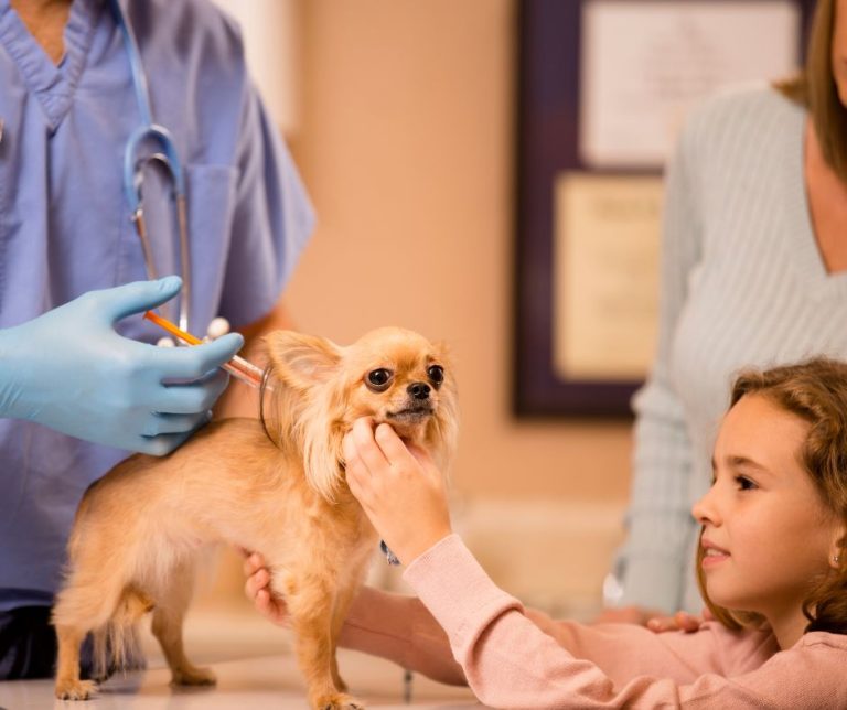 Lewisville to offer low-cost pet vaccine clinic
