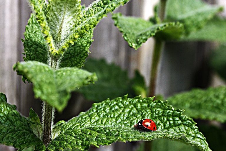 Gardening: Grow a tasty herb with a hidden talent for pest control