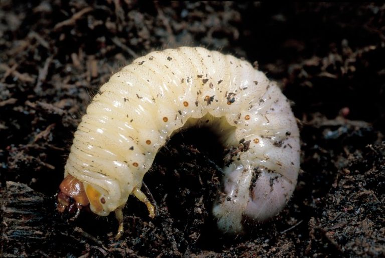Gardening: Don’t let grubs worm their way into your garden