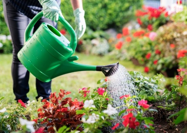 Gardening: Keep cool while keeping your garden green