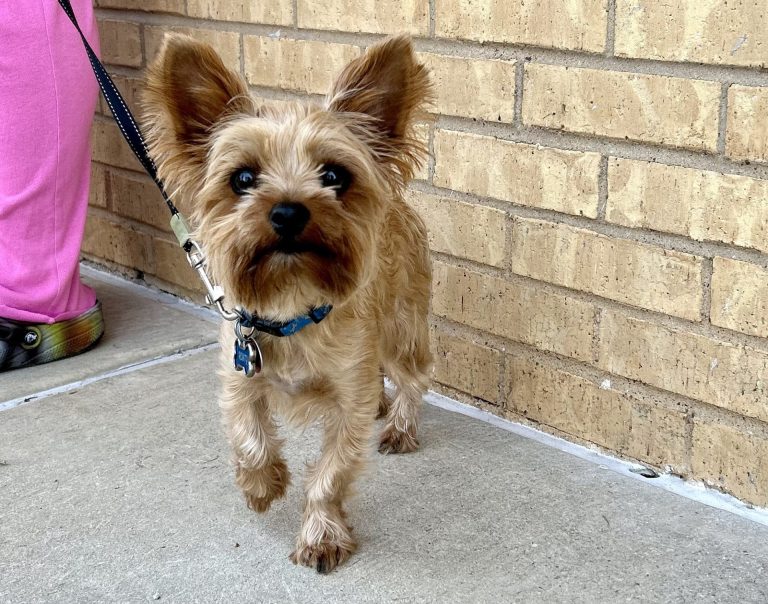 Denton area nonprofit to host free rabies and microchip clinic in Argyle