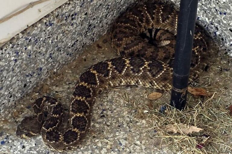 ‘Snake whisperer’ makes historic rattlesnake discovery in southern Denton County