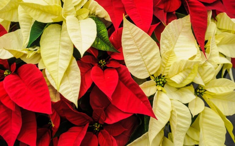 Gardening: Perfecting your poinsettias
