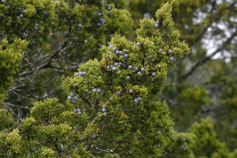 Cedar fever season is in full swing