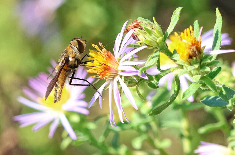 Flower Mound Library exhibit shows off work done by local naturalists