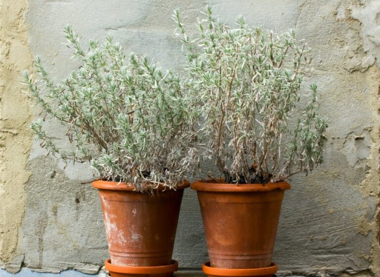 Gardening: How to spot freeze damage in your landscape