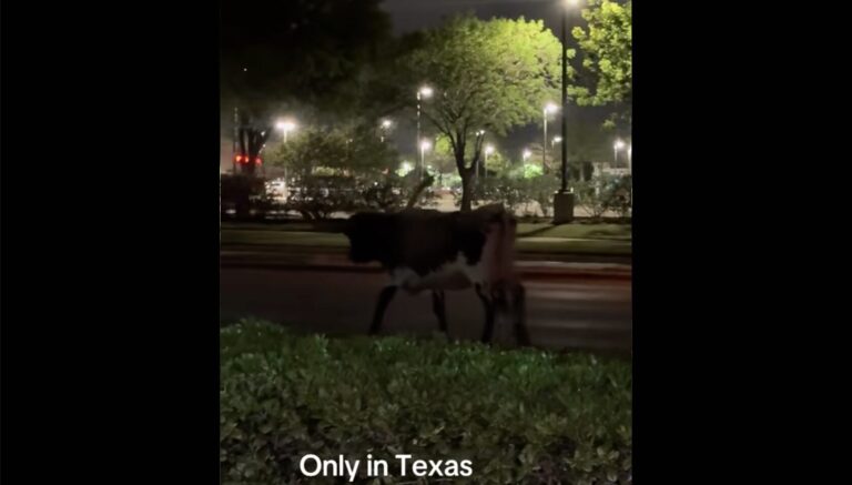 Longhorn caught on camera roaming streets of Flower Mound