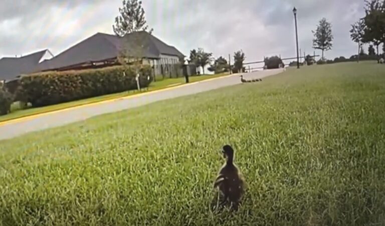 Argyle police ‘quack’ the case of the stuck ducklings