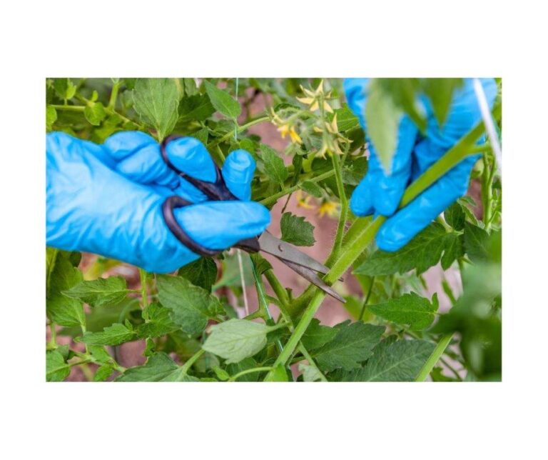 Gardening: The Great Tomato Sucker Debate