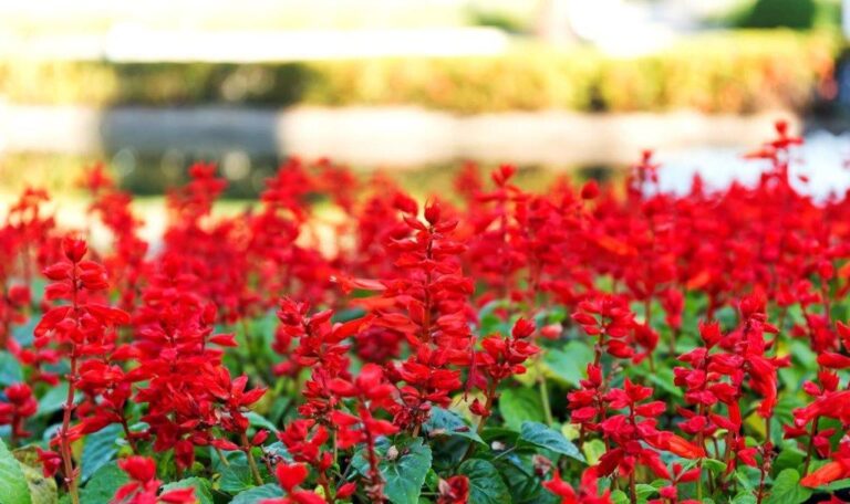 Gardening: North Texas plants that can take the heat