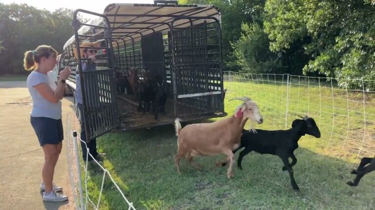 WATCH: Flower Mound church uses ‘goatscaping’ to prepare new building